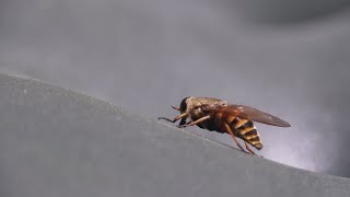 Texas sees surge in horseflies in Beryls wake [upl. by Chader486]