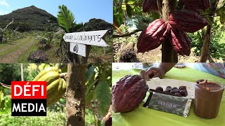 Sébastopol  à la découverte de lunique culture du cacao à Maurice [upl. by Thaine]