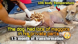 Removed large numbers of maggots a street dog private part street dog maggots removing maggots [upl. by Prem]