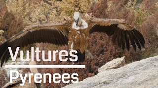 Vultures in Pyrenees  Spain 4K [upl. by Quartet]