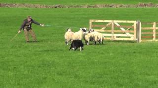 Irish National Sheepdog Trials 2016 JP McGees Glencregg SilverJnr [upl. by Ardnaid819]