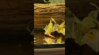 Albino bristlenose pleco enjoying lettuce aquarium pleco fishfeeding [upl. by Mayda]