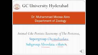 The animallike Protists Protozoa Supergroup Chromalveolata Subgroup Alveolata ciliates [upl. by Eshman320]