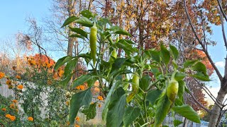 Overwintering peppers zone 6B [upl. by Sonaj428]