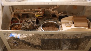 My New Hamster Cage Setup [upl. by Barcot]