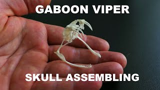 Assembling the skull of a venomous Gaboon Viper Bitis gabonica [upl. by Willie]