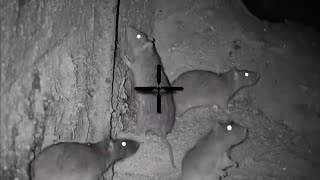 Big Rat shooting 2023  Night hunting rats with thermal scope  shooting rats in farm at night [upl. by Hanas]