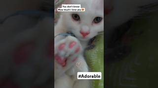 Adorable dumplinCat cataholic viralvideo likesubscribe cutnessoverload adorable kitten eyes [upl. by Carissa]