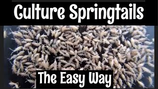 How to Culture Springtails [upl. by Acimad697]