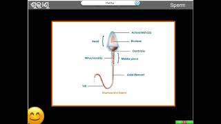 Life Science Class 10 Reproduction Part 14 [upl. by Noroj]