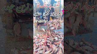 SARDAR Imran haider khan Mahoora M DAWOOD FISH MANDI FATEH JANG mandlafishshop fish fishing [upl. by Llewoh136]