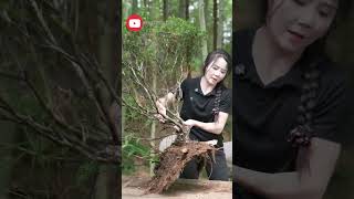 Proses Pembuatan Tanaman Bonsai Dari Alam Liar [upl. by Eytteb277]