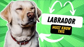 3 THINGS TO KNOW BEFORE GETTING A LABRADOR [upl. by Valerio799]