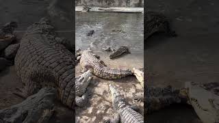 Feeding Crocodiles with Crocodile Leg [upl. by Menken507]