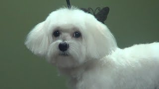 How to Groom A Maltese Puppy Cut  DoItYourself Dog Grooming [upl. by Ellie]