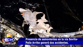 Presencia de semovientes en la vía Sevilla Paila Arriba generó dos accidentes [upl. by Marty735]