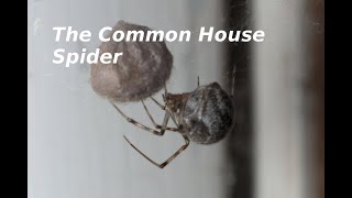 The Spiders in Your House  the Common House Spider [upl. by Bron614]