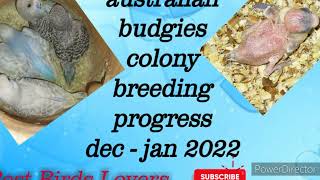 Australian Budgies Colony Breeding Progress [upl. by Louls]