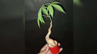 Making a small cotton silk mame bonsai mamebonsai [upl. by Nork]