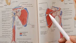 Deltoid Muscle  Origin Insertion Action Nerve Supply [upl. by Ridinger]