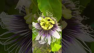 Passion flower tincture  Passiflora [upl. by Airotal]