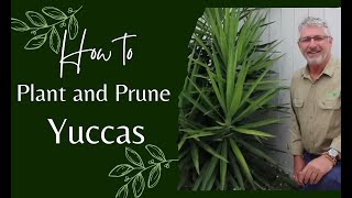 How to Prune and Plant Yuccas [upl. by Leone]