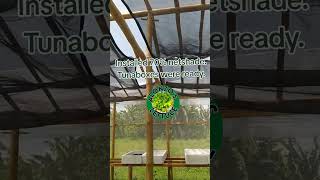 Start now hydroponics kratky lettuce philippines alonzoslettuce [upl. by Alane]