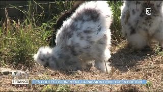 Poules dornement  sauvegarder les espèces bretonnes [upl. by Arodoeht]