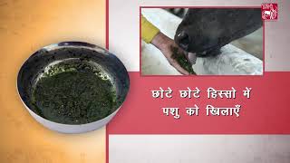 Ethnoveterinary formulation for Lumpy Skin Disease LSD Hindi [upl. by Sesilu14]