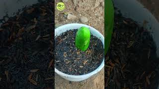 Best Technique How To Grow Papaya From Fruits With an Easy Method Is Guaranteed To Work 🌱 shorts [upl. by Borman]