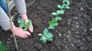 How to Grow Broad Beans [upl. by Attelliw]