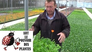 chaine de jardinComment faire un Semis de pavots dislande plante bisannuelle [upl. by Aciraj]