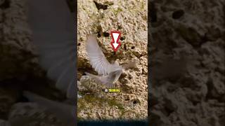 The snakes topnotch hunting strategy snake animals [upl. by Im970]