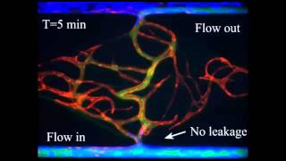 Engineering anastomosis between living capillary networks and endothelial celllined microfluidic [upl. by Ruddy]