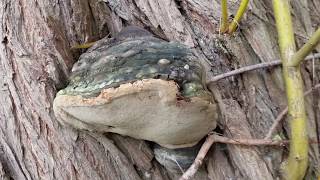 Der Gemeine Feuerschwamm Phellinus igniarius Pilz Mushroom Sammeln Baum Tree Wald [upl. by Eiznyl]