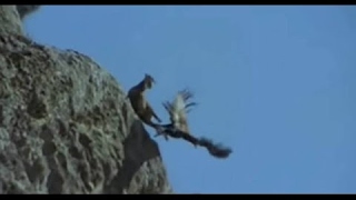 Kartalın Dağ Keçisi Avı Eagle Attack Mountain Goat 2016 [upl. by Marybeth661]