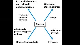 Carbohydrate Metabolism part 1 Glycolysis [upl. by Mctyre]