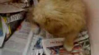 Norfolk Terrier barking puppy 2 months old [upl. by Luapsemaj916]