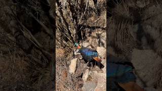 Lophophorus  डॉंफे  National Bird Of Nepal  Sagarmatha pangboche everestbasecamptrek nepal [upl. by Enayr]