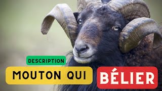 Son de mouton et description 🐑 Bruit de mouton bêlement de mouton son que fait le mouton 🐑 [upl. by Kubiak360]