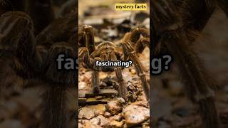 quotTop 3 Shocking Facts About the Goliath Birdeater – World’s Largest Spiderquotshorts [upl. by Thorbert]