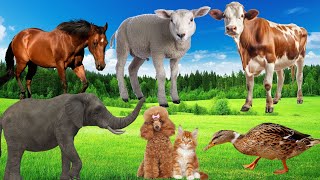 All Farm Animal Sounds Cow Horse Sheep Elephant Dog Cat Duck  Animal Sounds 2024 [upl. by Magner595]