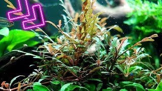 Different ways to grow Hygrophila Pinnatifida in your Aquarium [upl. by Mehsah]