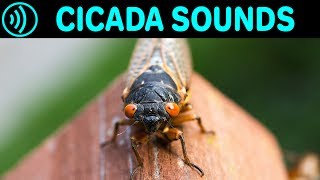 CICADA SOUNDS  Sound Effect of Cicadas in Summer at Night  Sounds of Cicada Chicharra Campanero [upl. by Tedi]