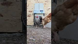 Morning chicken release Daily routine before work let the chickens out if its safe out chickens [upl. by Rashidi811]