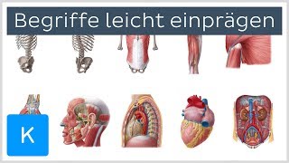 Wie man sich anatomische Begriffe leicht einprägt  Anatomie des Menschen  Kenhub [upl. by Prentiss]