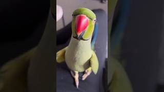 Indian Ringneck parrot talking sound😍talkingparrot indianringneckparrotparrot parrotlovershorts [upl. by Akisej]