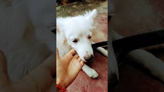 doglover dog funny videoyoutubevideo [upl. by Ver663]