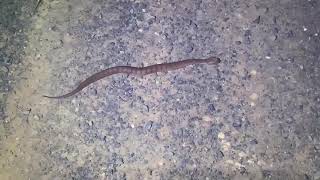 Red Common Death Adder Acanthophis antarcticus [upl. by Renckens548]