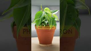 10 BEST houseplants  Beginner houseplants shorts  MOODY BLOOMS [upl. by Marven]